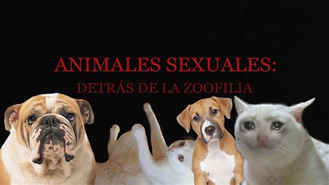 porno de animales|Mira vídeos porno auténticos de zoofilia con animales gratis